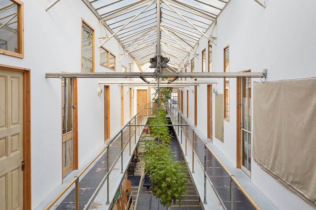 A hallway with plants and a glass roof.